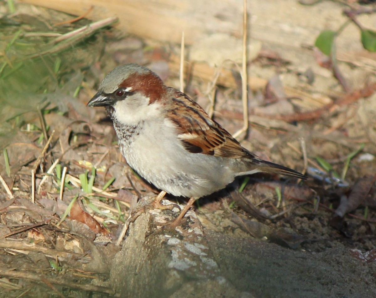 House Sparrow - Liz & Kev