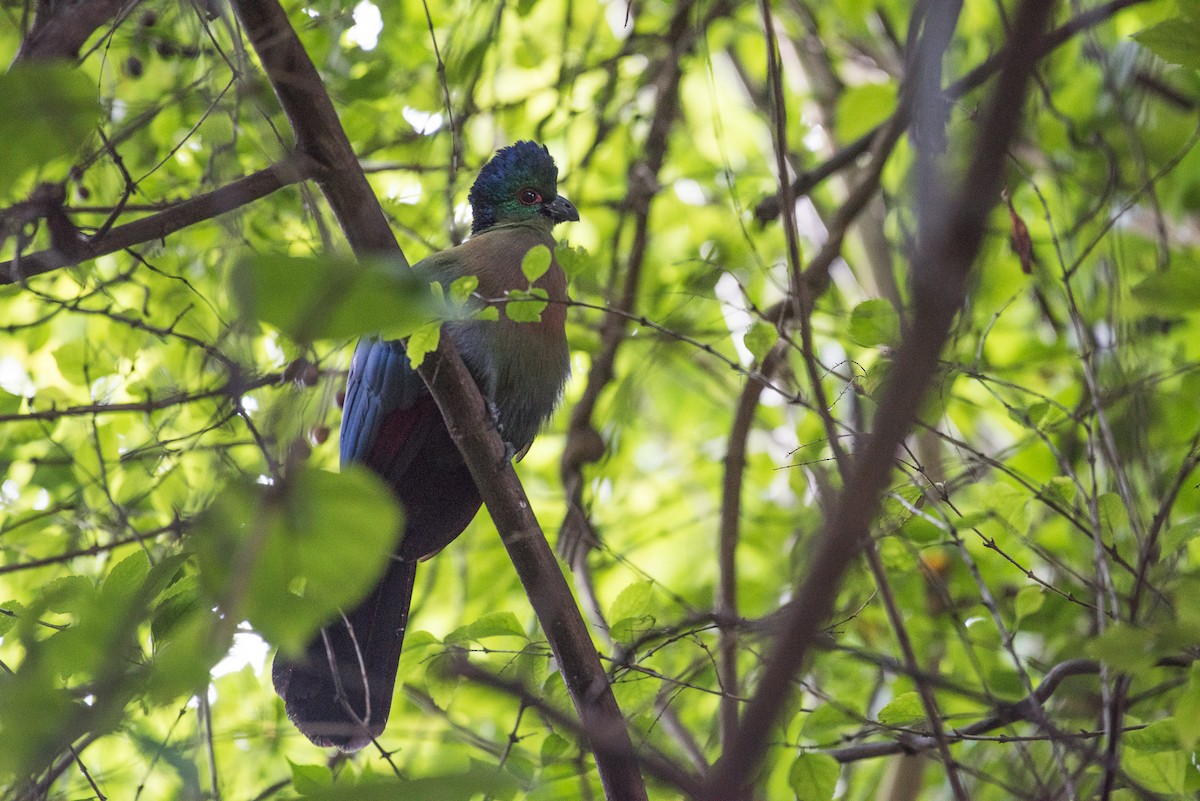 Purple-crested Turaco - ML53189171