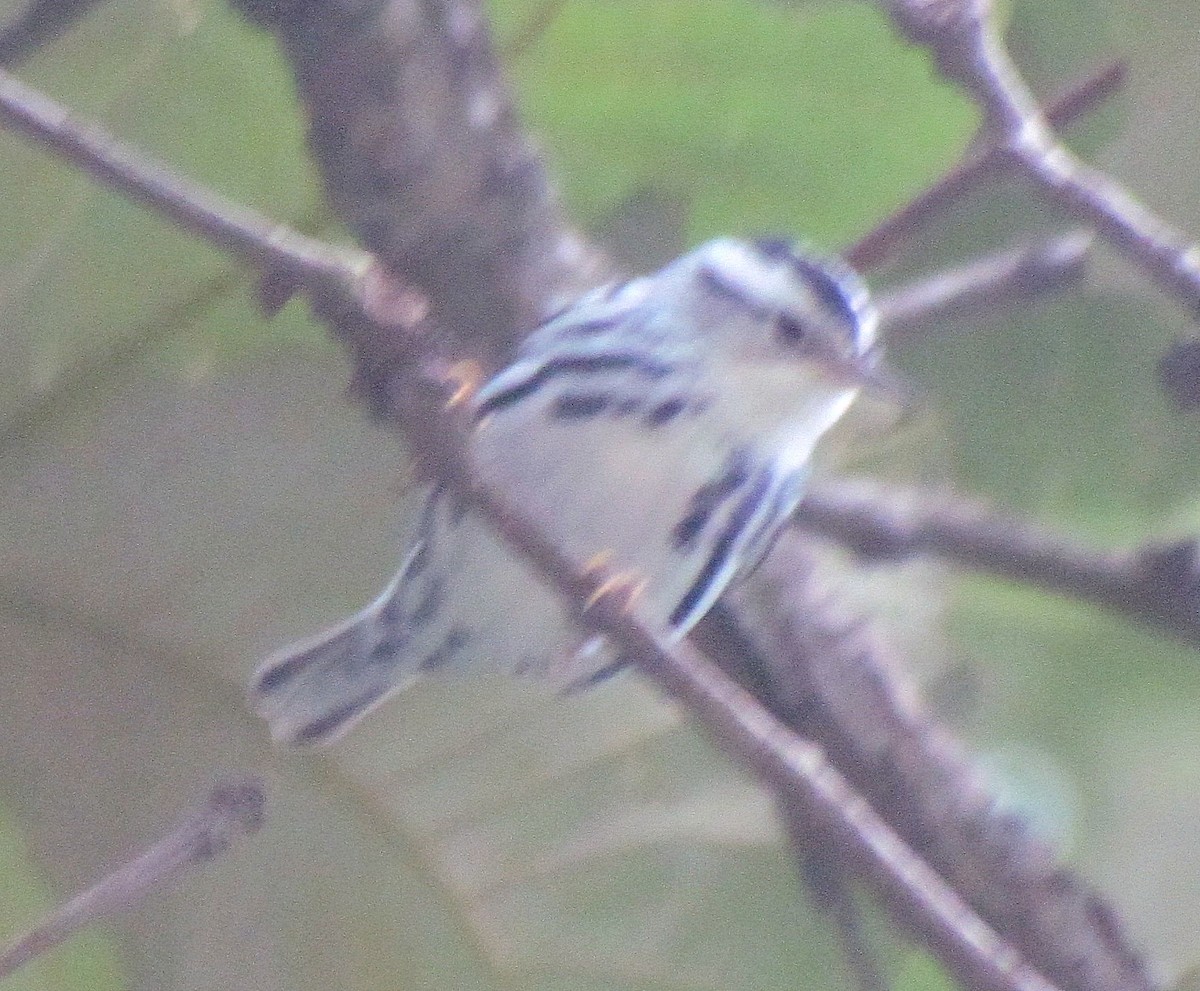 Black-and-white Warbler - ML531891891
