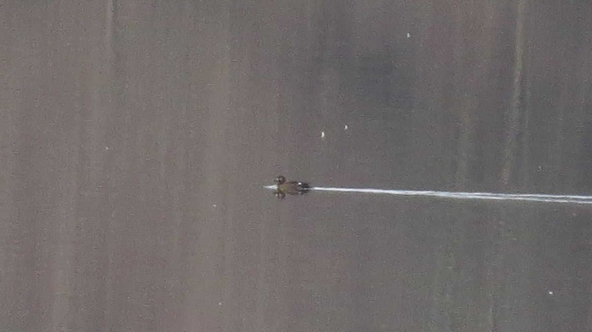White-winged Scoter - ML531892281