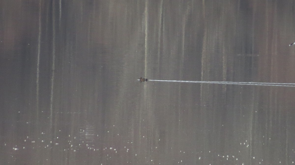 White-winged Scoter - ML531892291