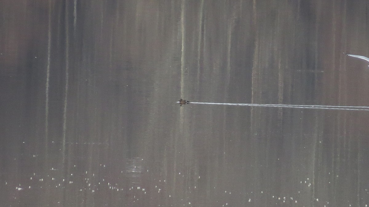 White-winged Scoter - ML531892301