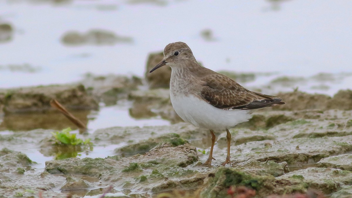 Temminck's Stint - ML531892481