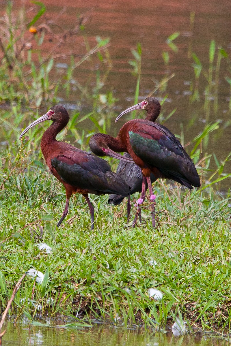ibis americký - ML531892941