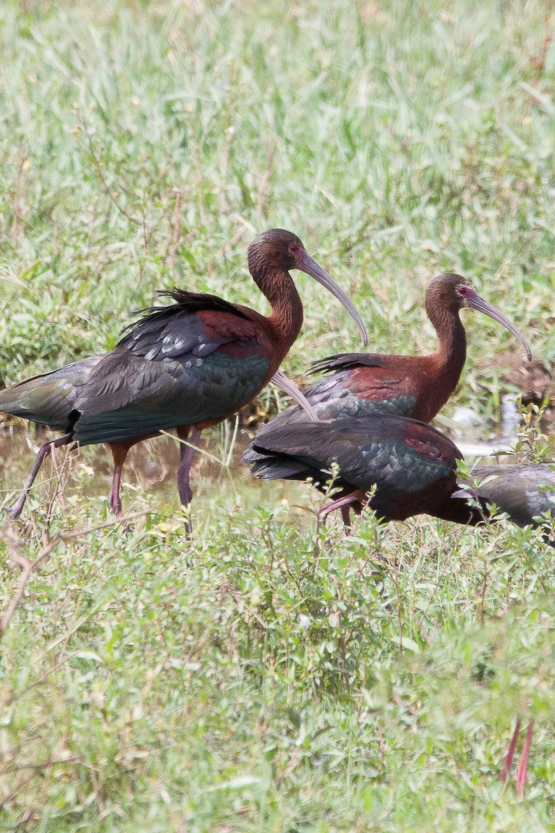 ibis americký - ML531892951