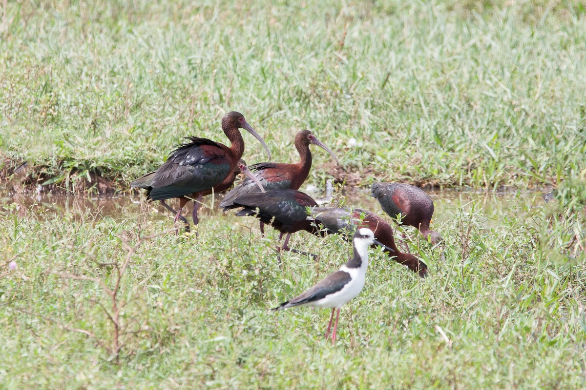 White-faced Ibis - Roberto Mainardi