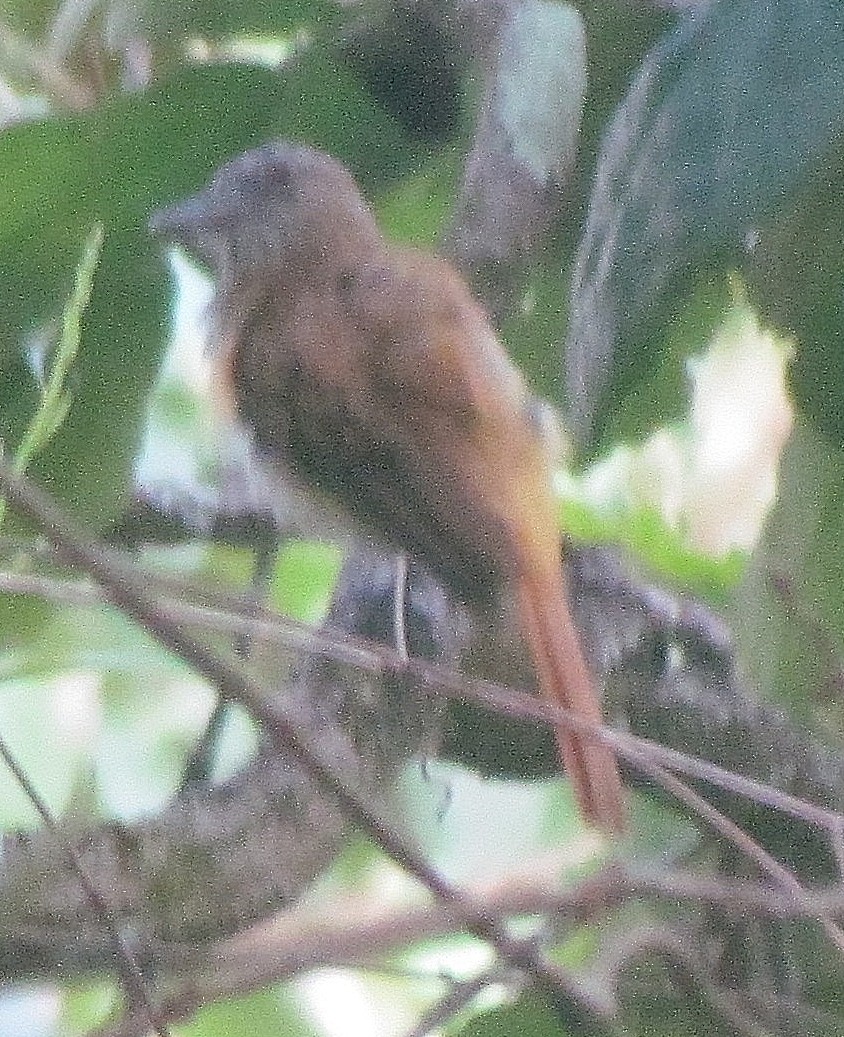 Bright-rumped Attila - ML531893451