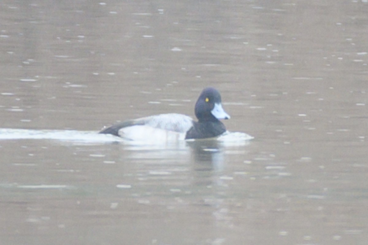 Lesser Scaup - ML531893511