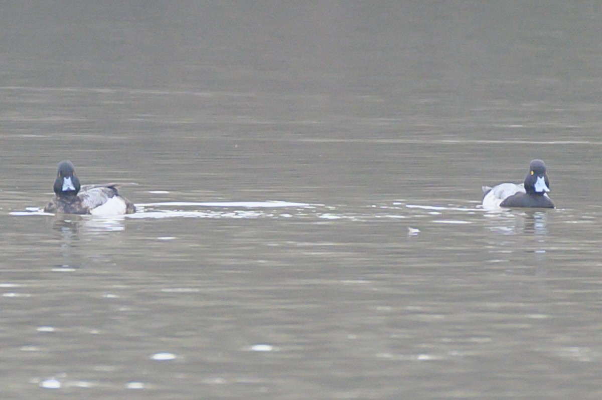 Lesser Scaup - ML531893521