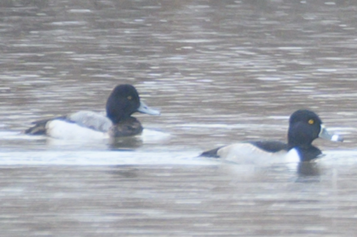 Lesser Scaup - ML531893531