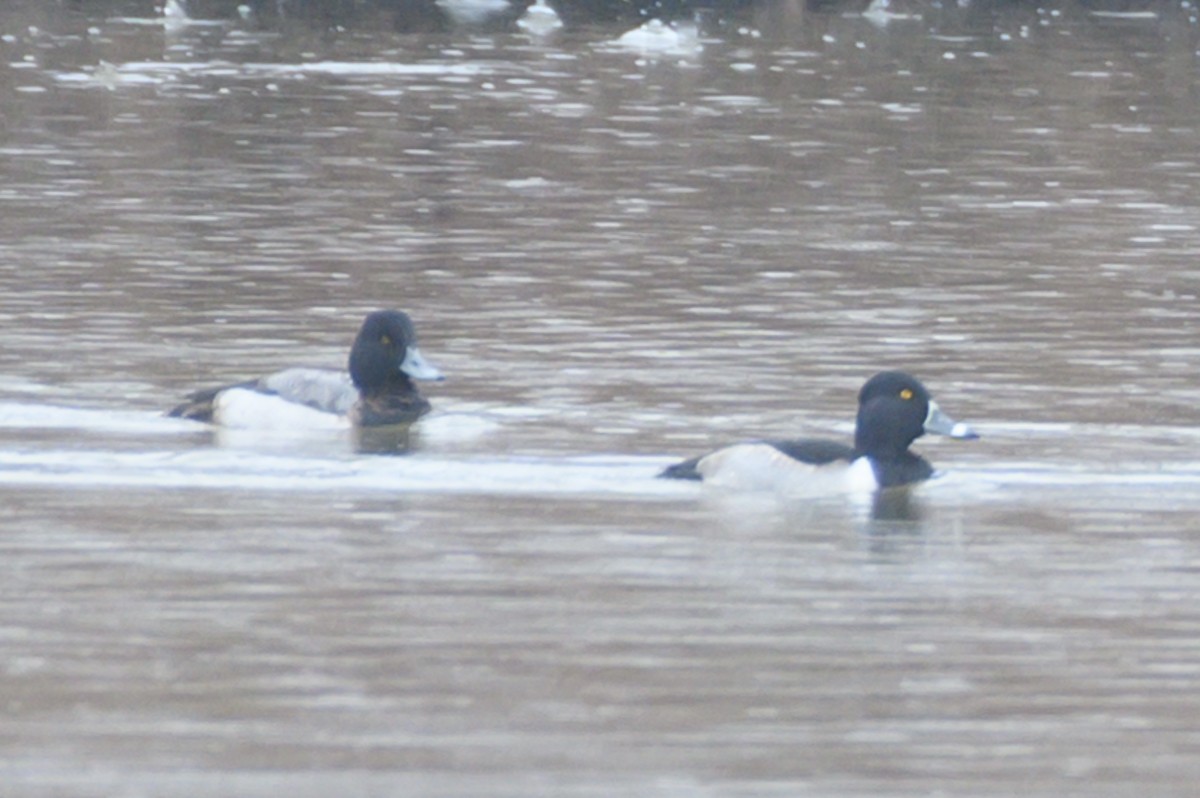 Lesser Scaup - ML531893561