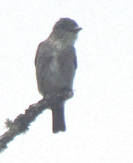 Olive-sided Flycatcher - Michael Blust