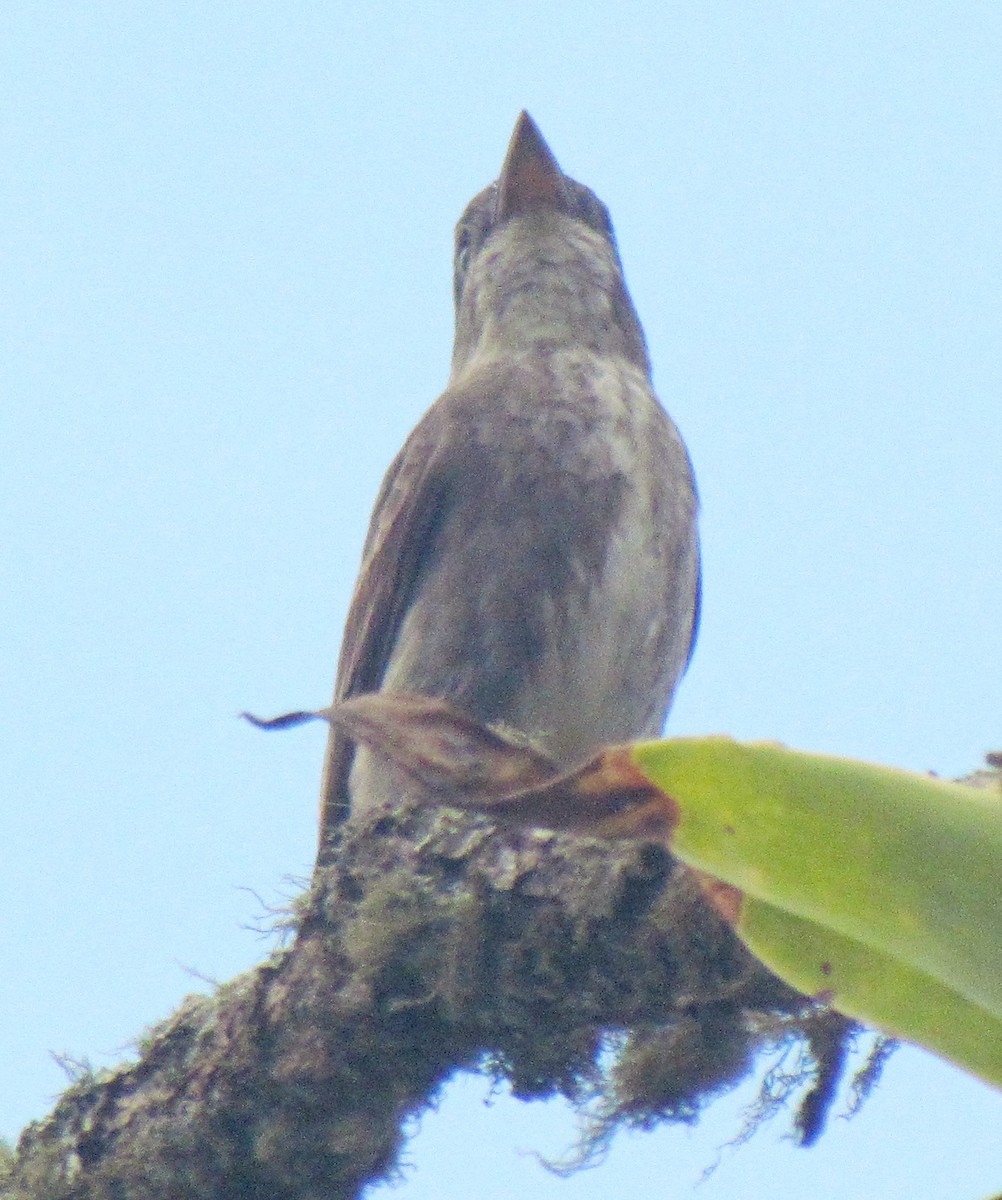 Olive-sided Flycatcher - Michael Blust