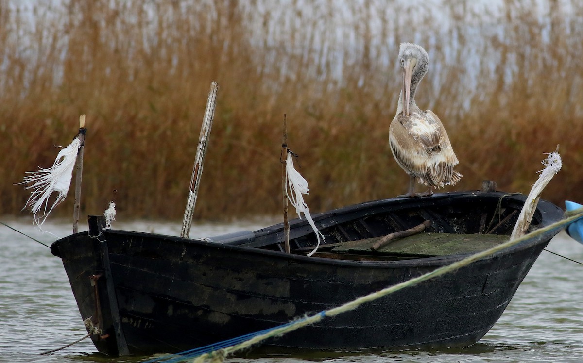 Dalmatian Pelican - ML531893991