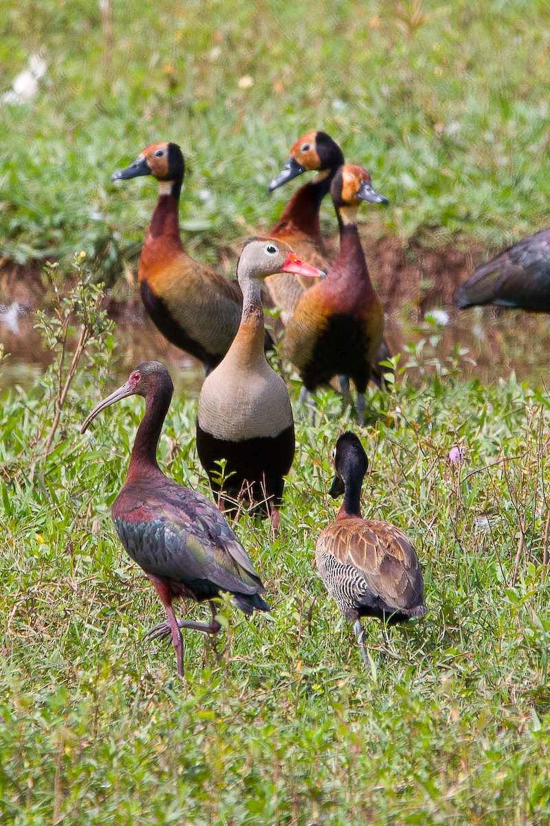 White-faced Whistling-Duck - ML531894121