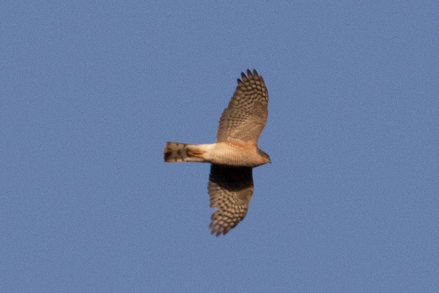 Eurasian Sparrowhawk - ML531895051