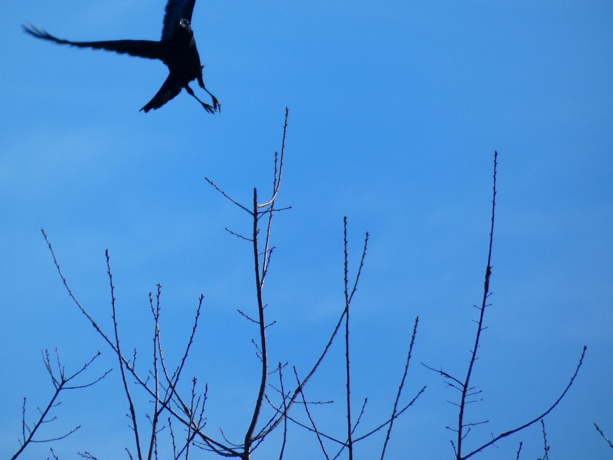 American Crow - ML531895291