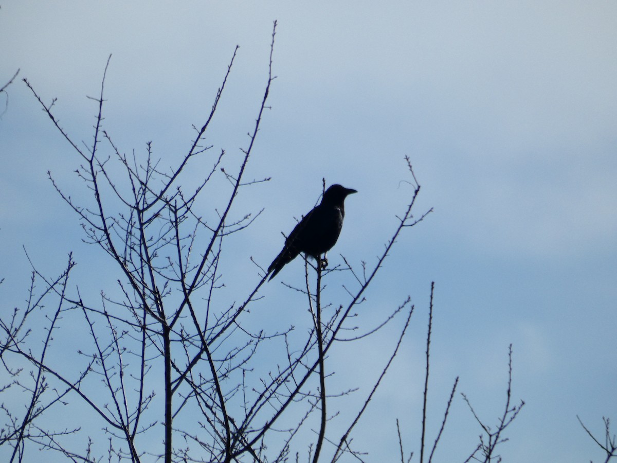 American Crow - ML531895301