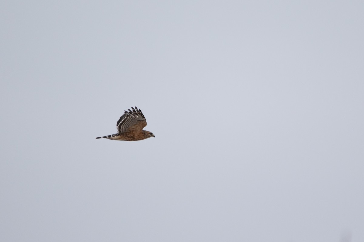 Red-shouldered Hawk - ML531895671