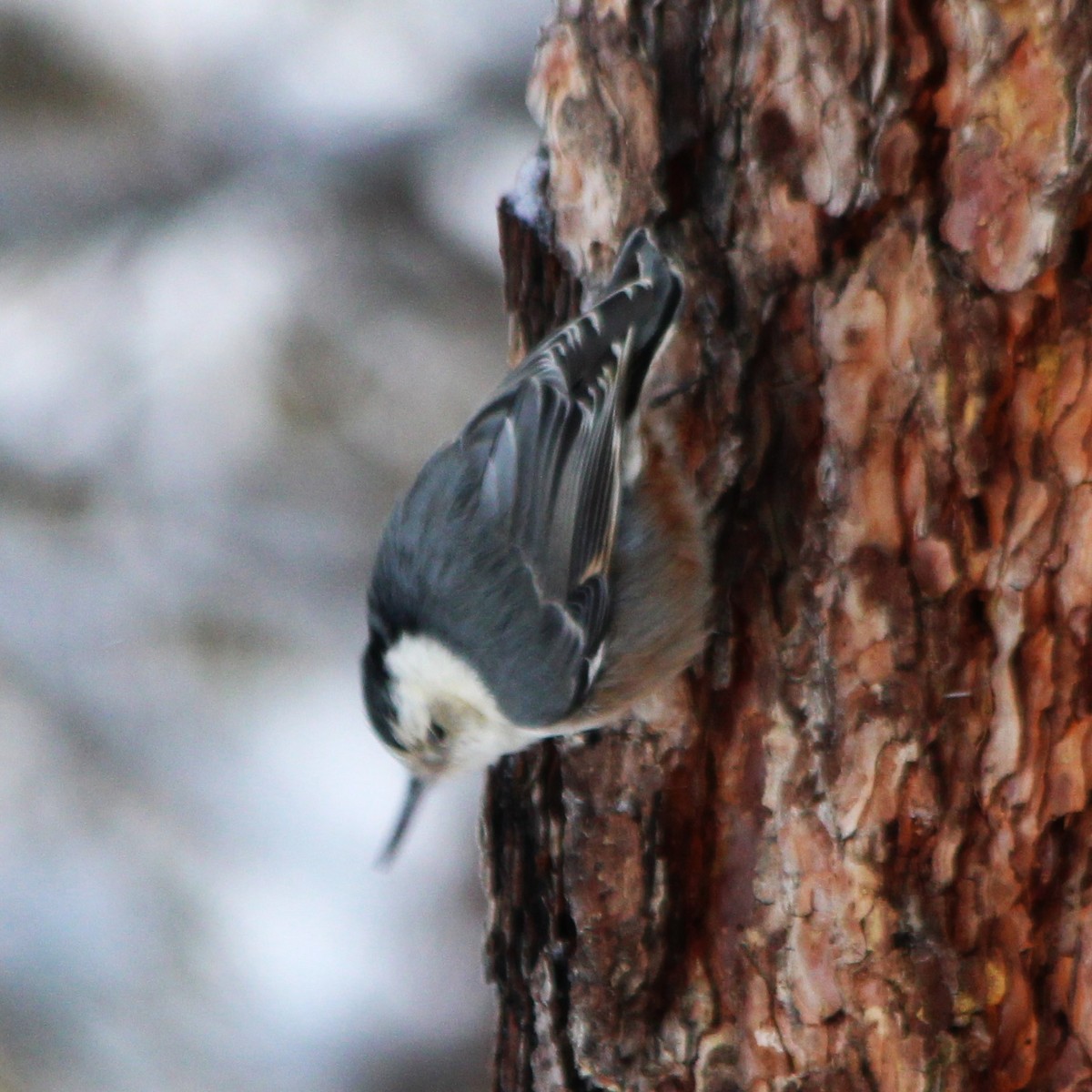 White-breasted Nuthatch - ML531895701