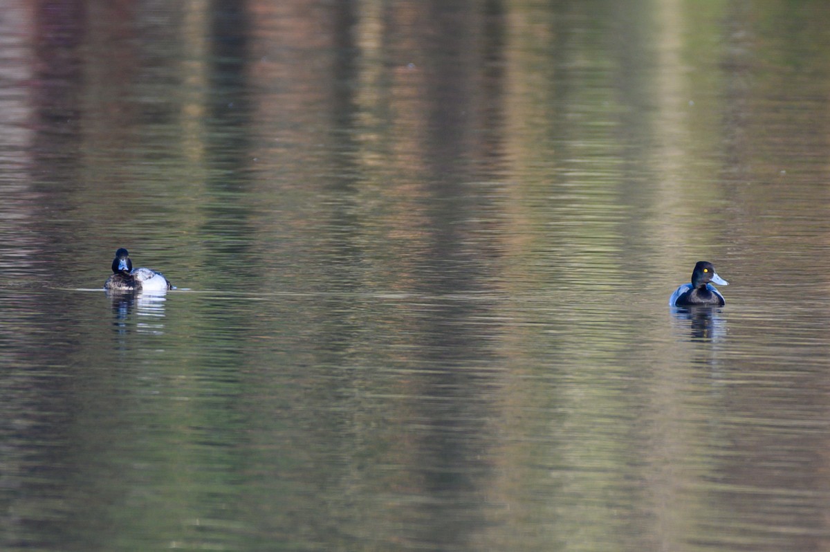 Lesser Scaup - ML531896141