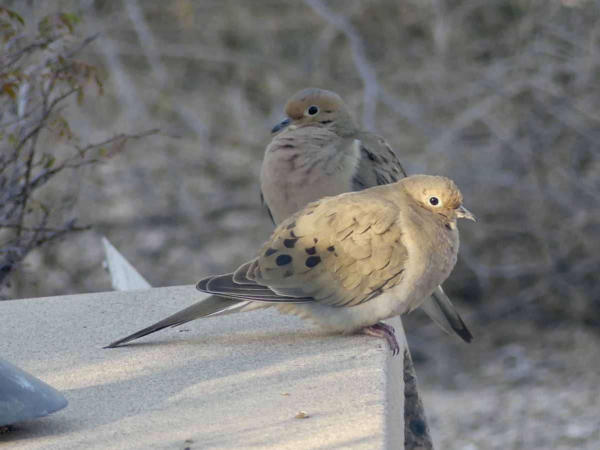 Mourning Dove - ML531896921
