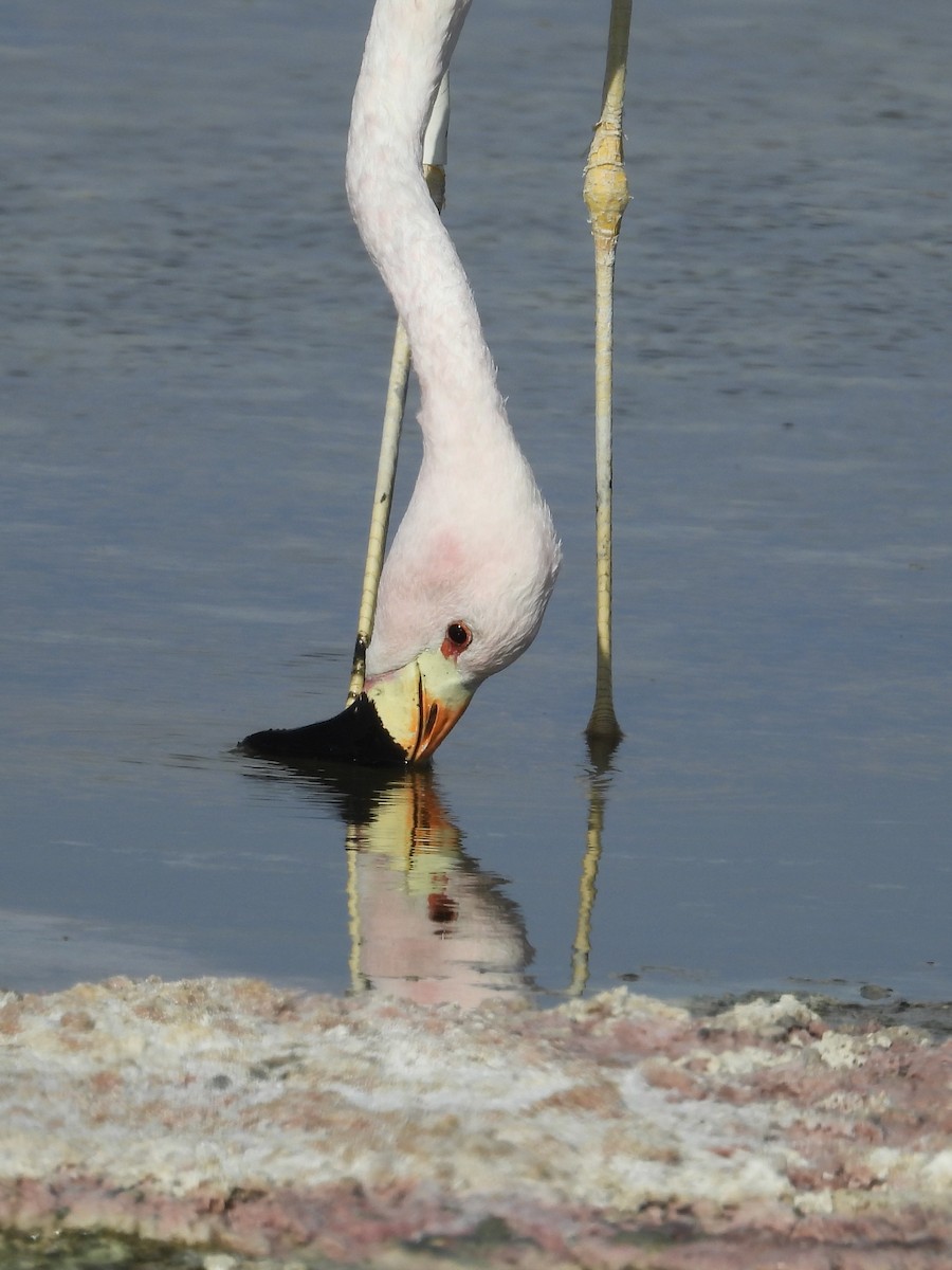 Andean Flamingo - Saskia Hostens