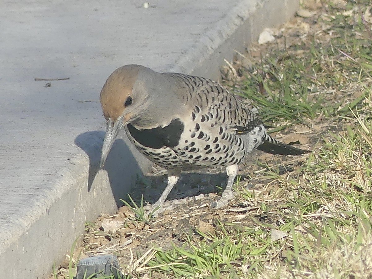 Gilded Flicker - ML531898301