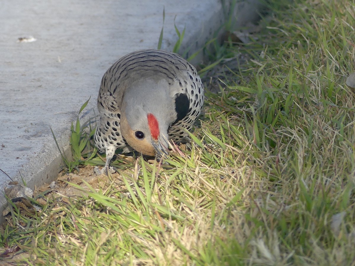 Gilded Flicker - ML531898311