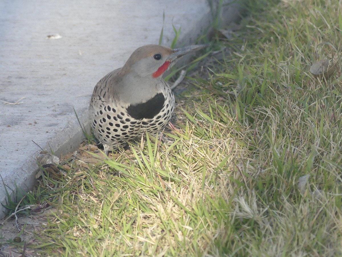 Gilded Flicker - ML531898331