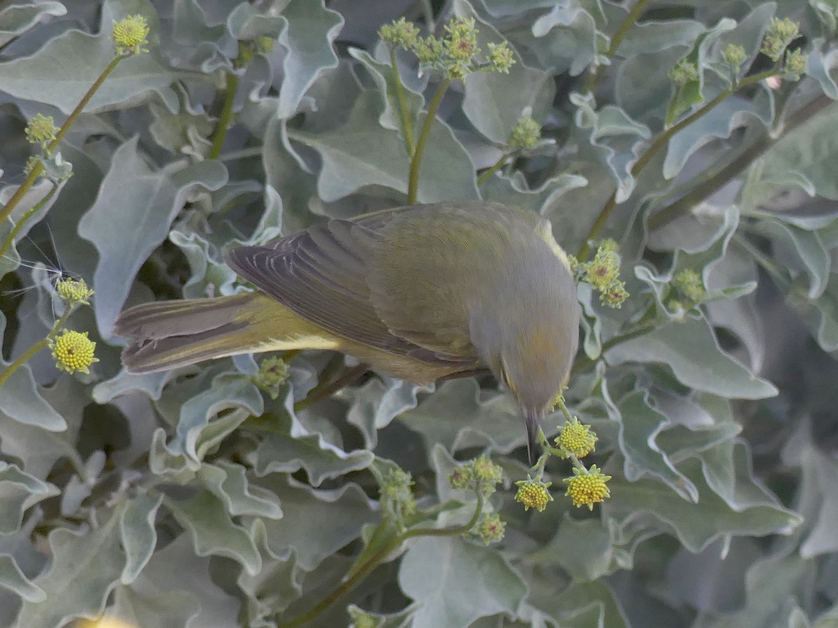 Orange-crowned Warbler - ML531899411