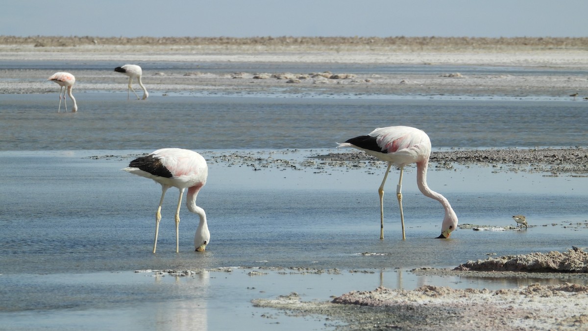 Andean Flamingo - Saskia Hostens