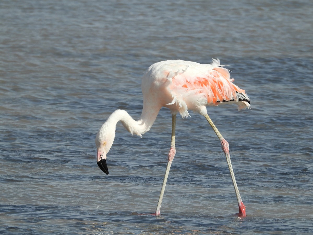 Chilean Flamingo - Saskia Hostens