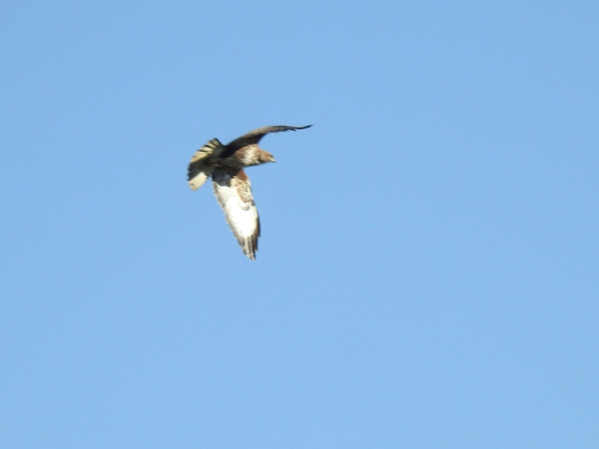 Common Buzzard - ML531900061