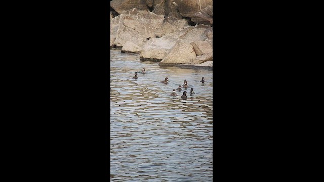 Lesser Scaup - ML531900461