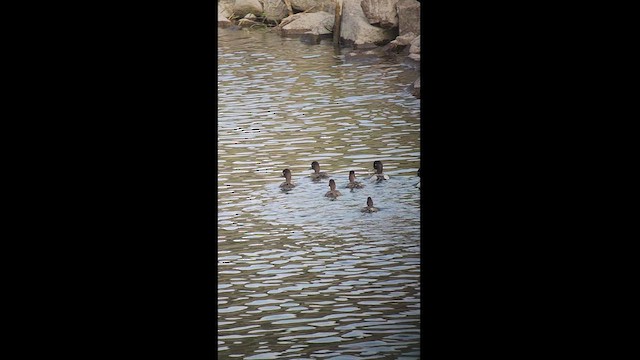 Lesser Scaup - ML531900481