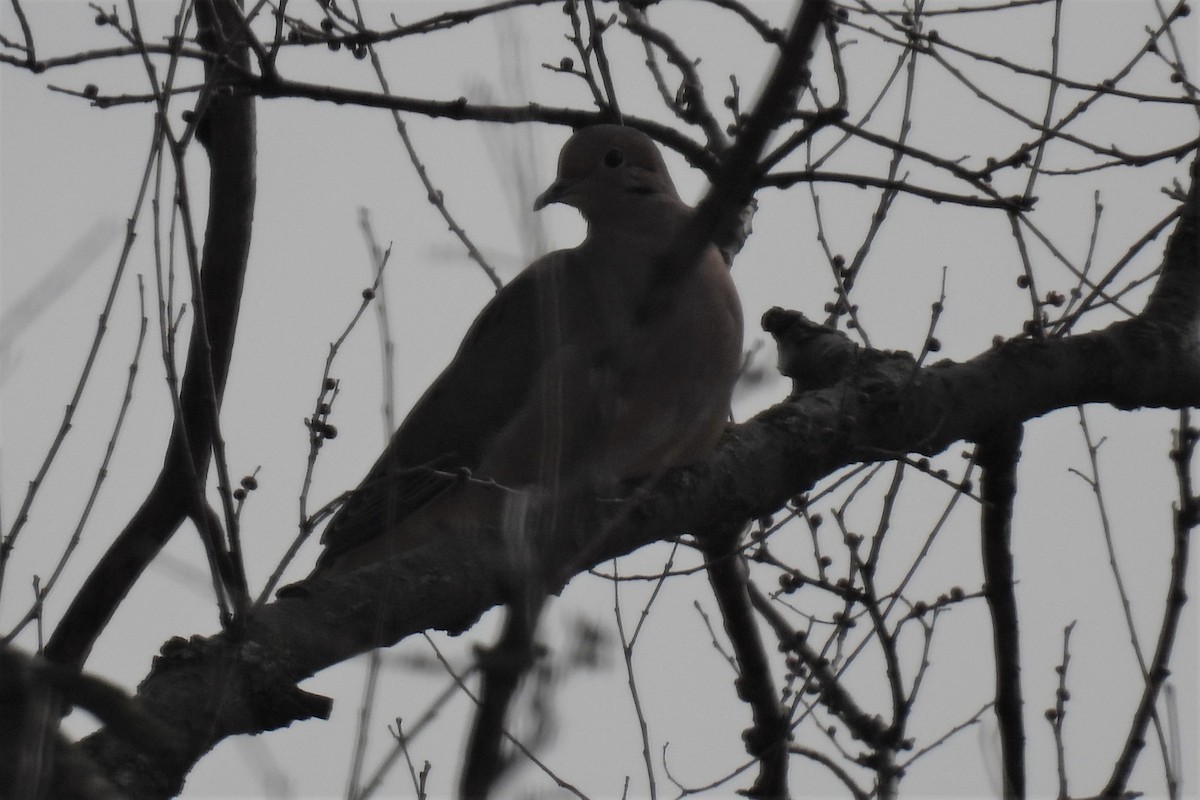 Mourning Dove - ML531900651