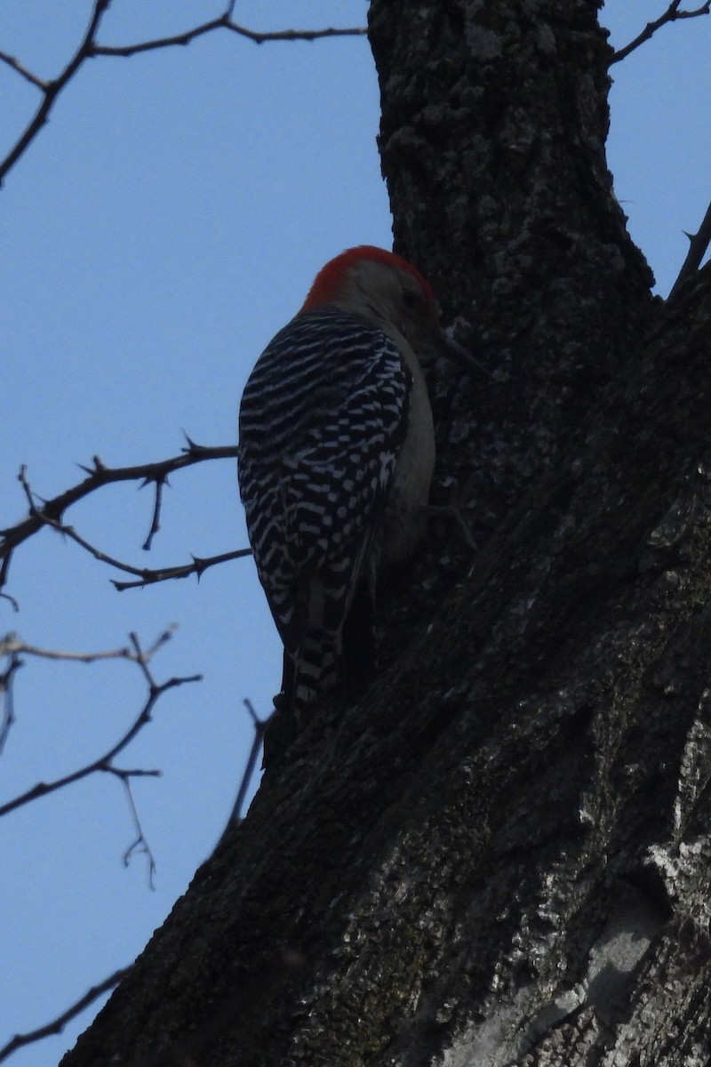 Red-bellied Woodpecker - ML531900891