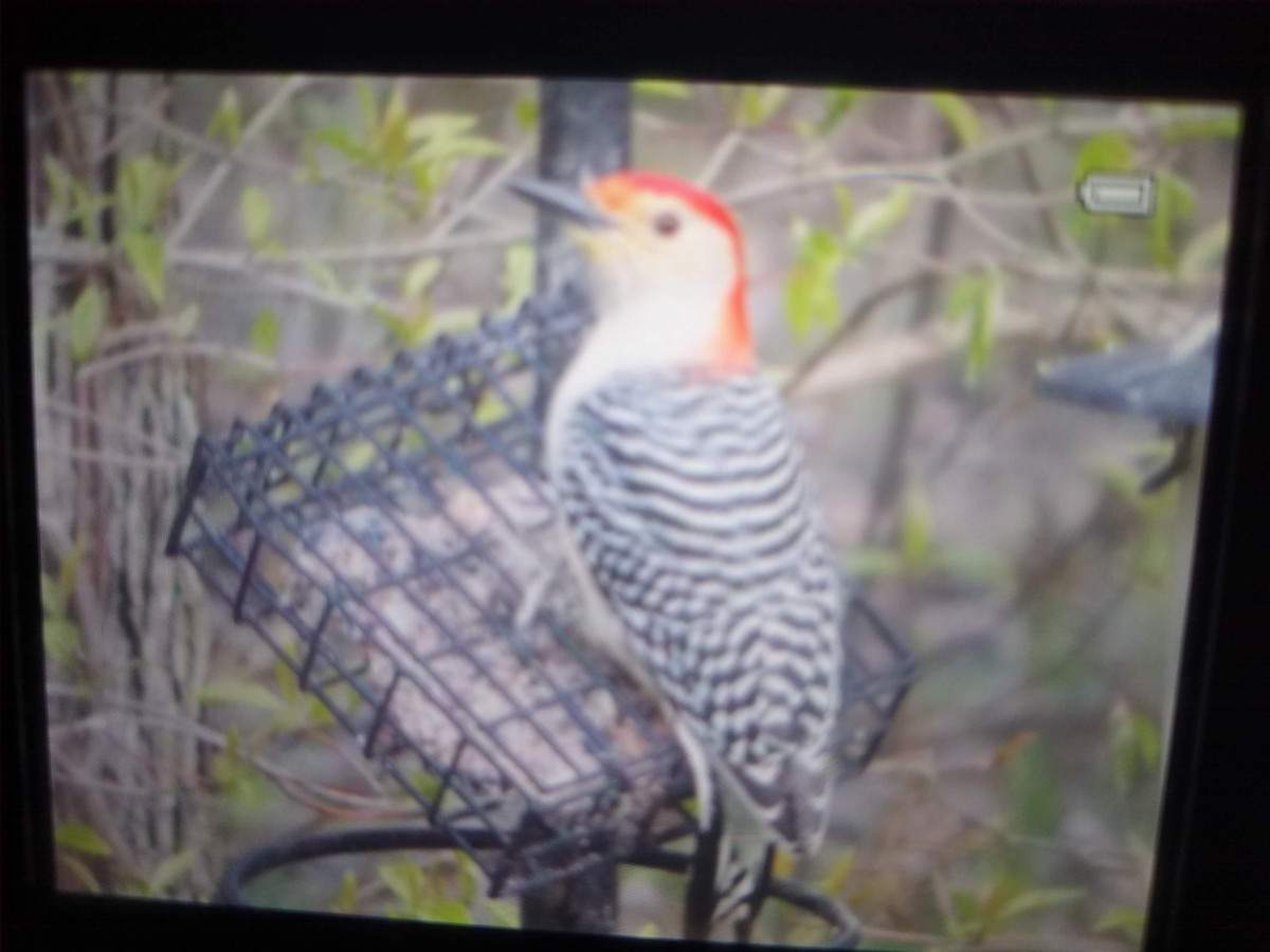 Red-bellied Woodpecker - ML531900951
