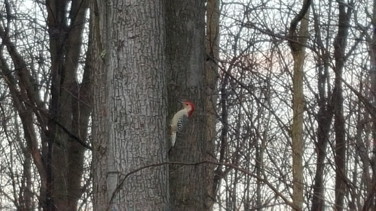 Red-bellied Woodpecker - ML531900961