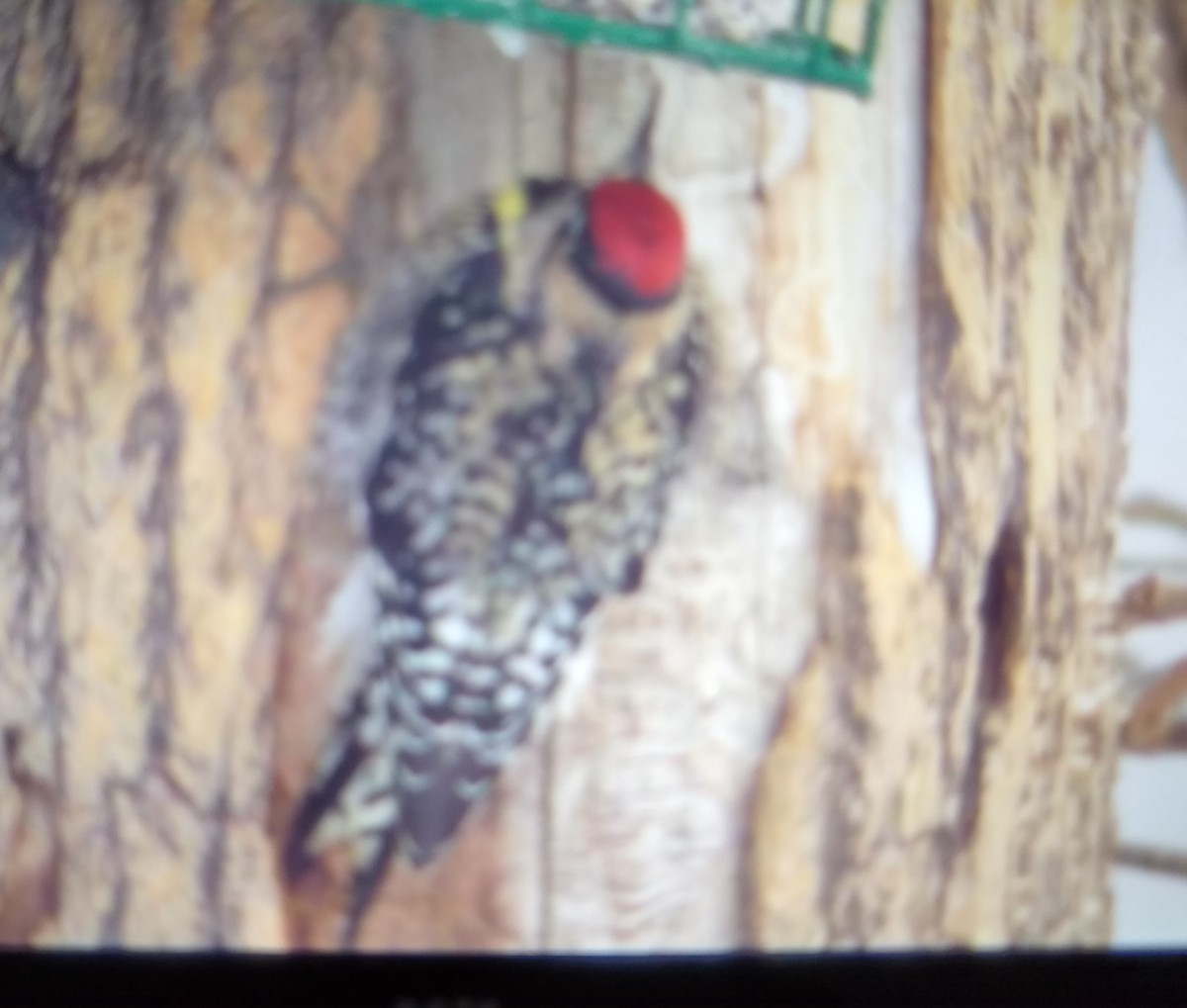 Yellow-bellied Sapsucker - ML531901241