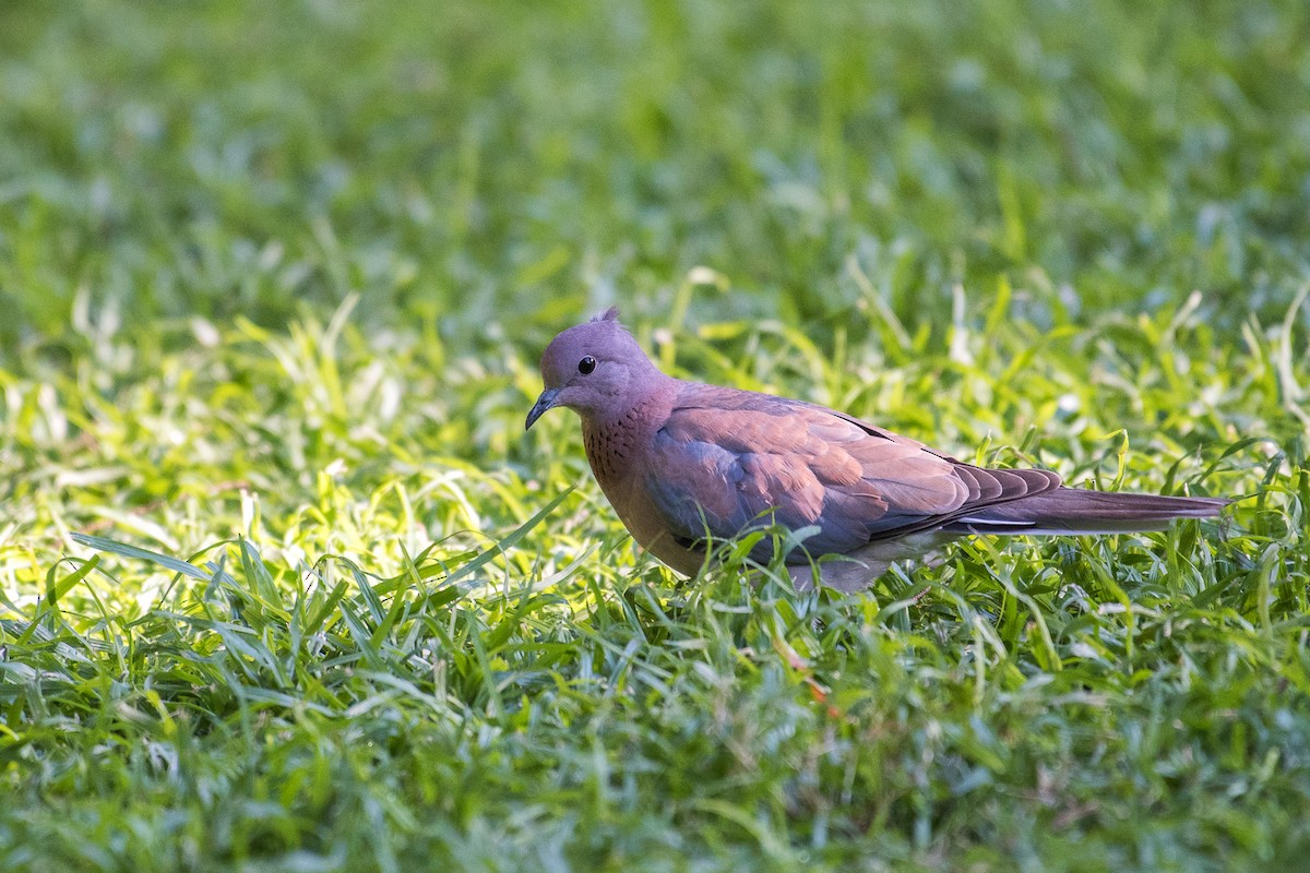 Laughing Dove - ML53190131