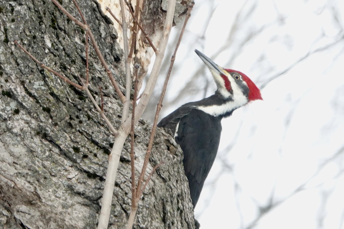 Pileated Woodpecker - ML531902031