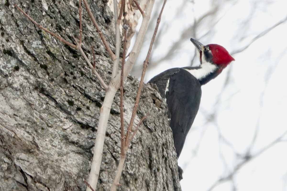 Pileated Woodpecker - ML531902041