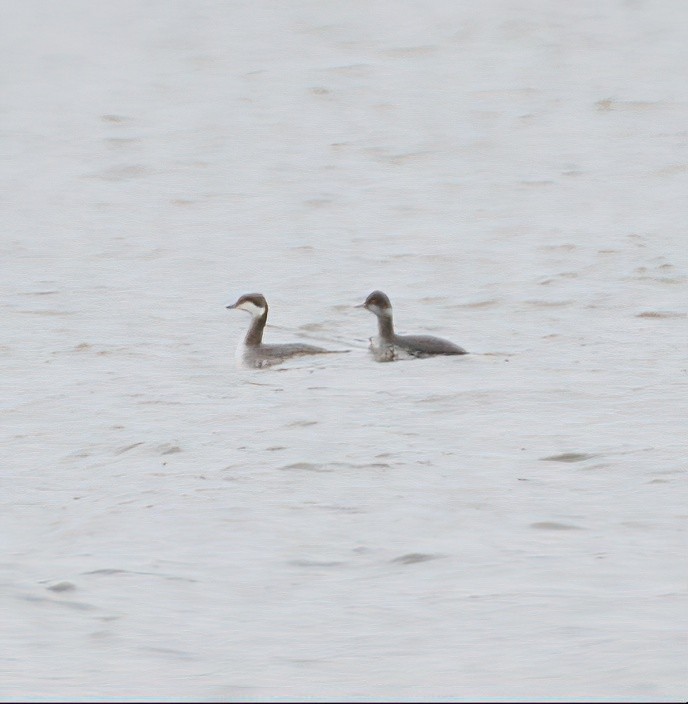Eared Grebe - ML531902261