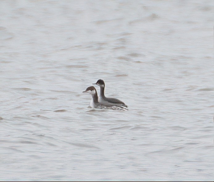 Eared Grebe - ML531902291