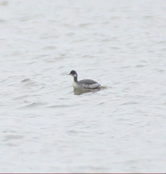 Eared Grebe - ML531902311