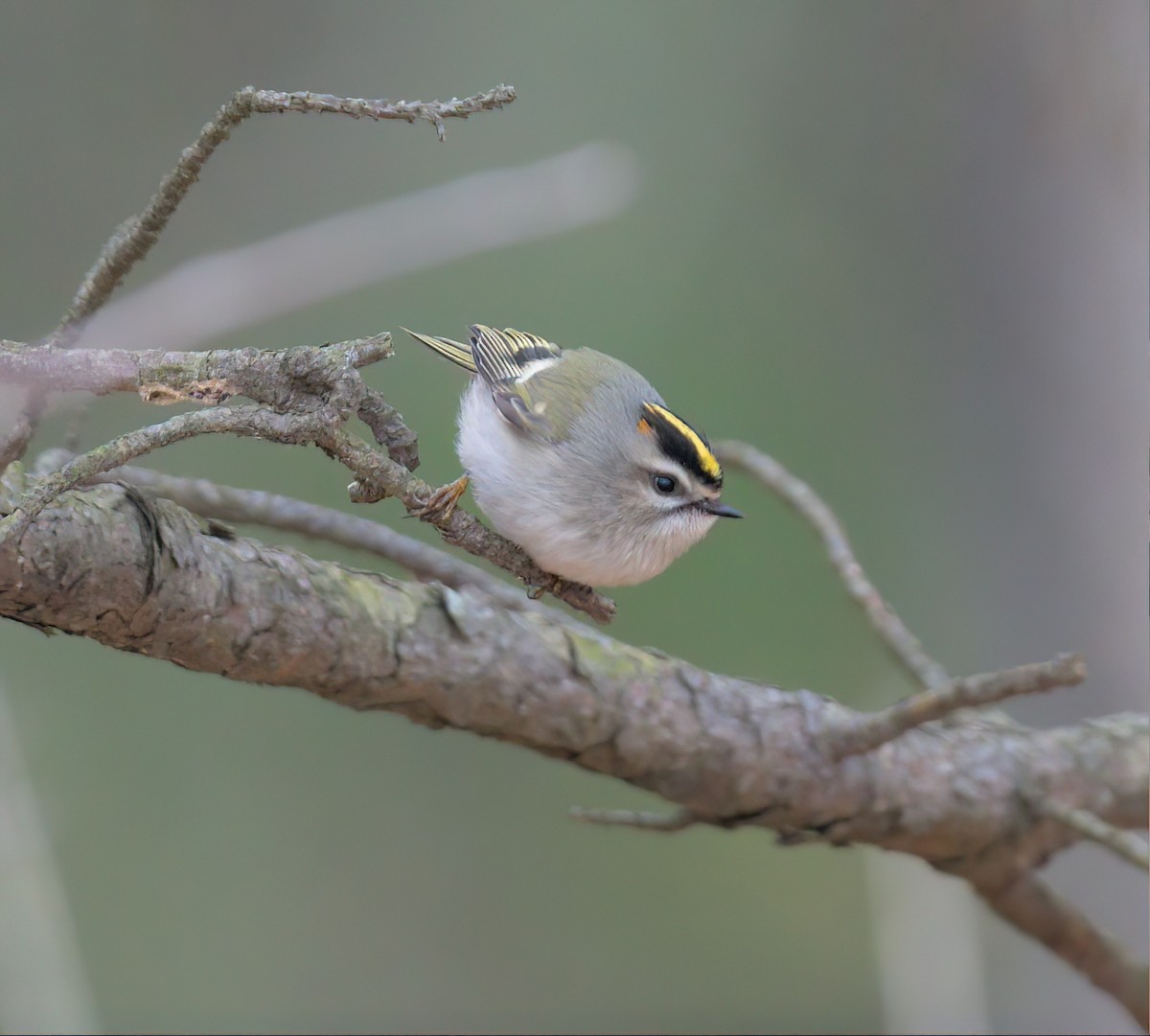 Golden-crowned Kinglet - ML531902351