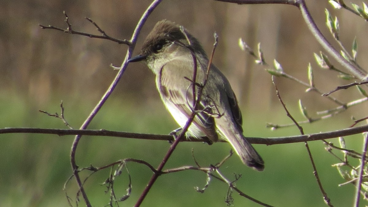 Eastern Phoebe - ML53190351