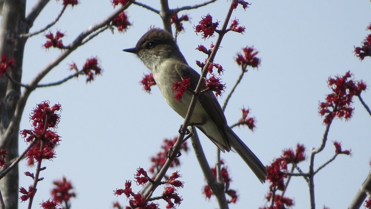 Eastern Phoebe - ML53190411